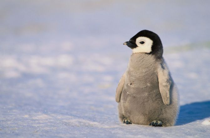alone penguin